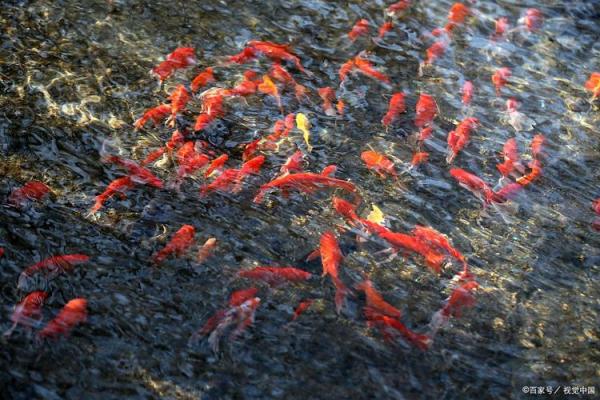 风水鱼应该养几条五行来论凶吉