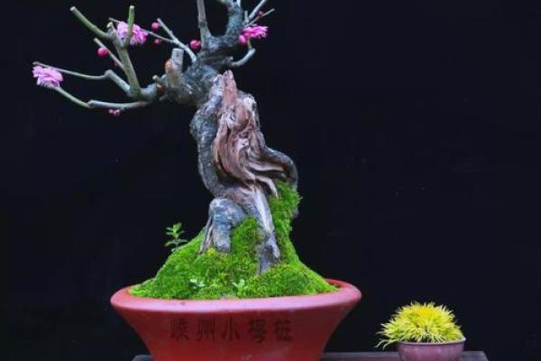 风水上家里可不可以养梅花