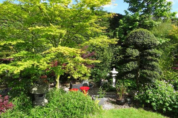 庭院风水树有哪些 庭院种什么树风水好