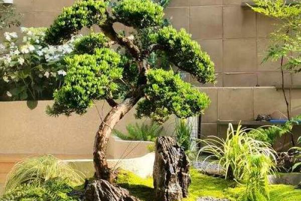 庭院风水树有哪些 庭院种什么树风水好