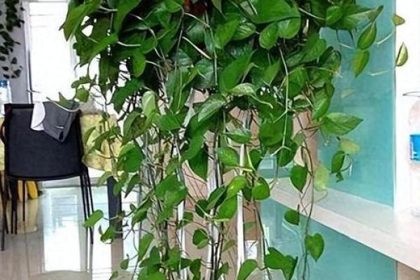 绿萝风水好吗 绿萝风水好吗