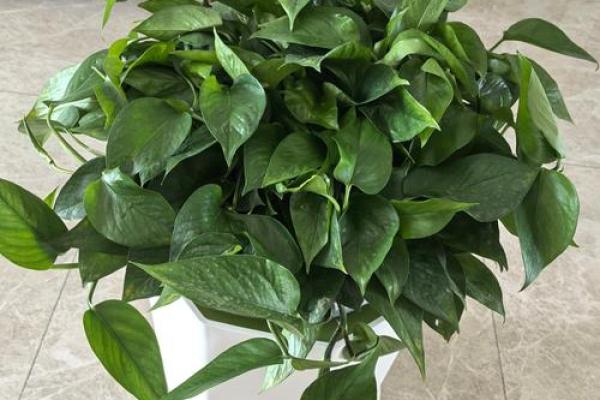 绿萝风水好吗 绿萝风水好吗