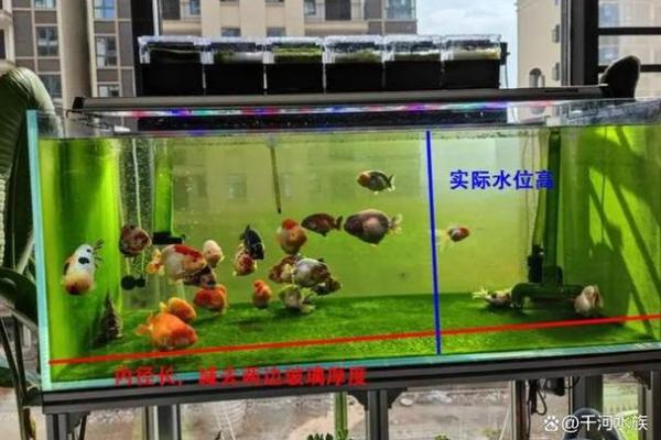 鱼缸的摆放位置与风水的关系