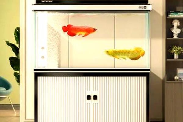 书房里摆放鱼缸养鱼这样风水会好吗