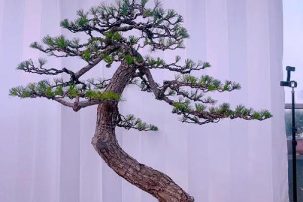 公司风水_办公室摆放迎客松盆景什么位置更佳