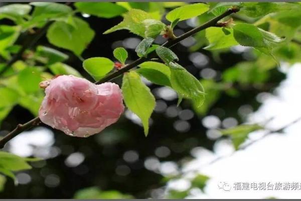 观音灵签清明正好暮春天