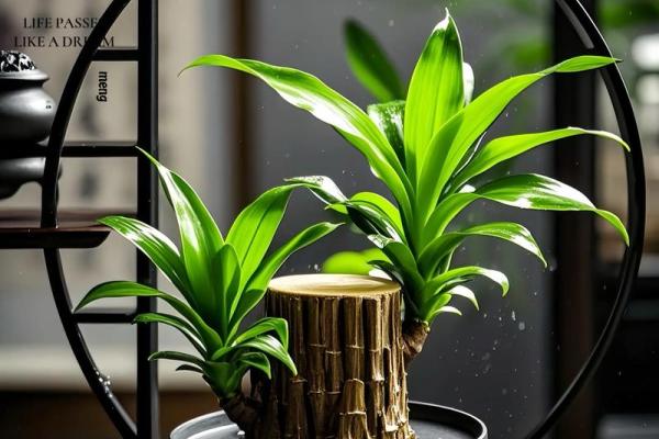 家居生活中风水植物与健康开运 家居生活中风水植物与健康开运