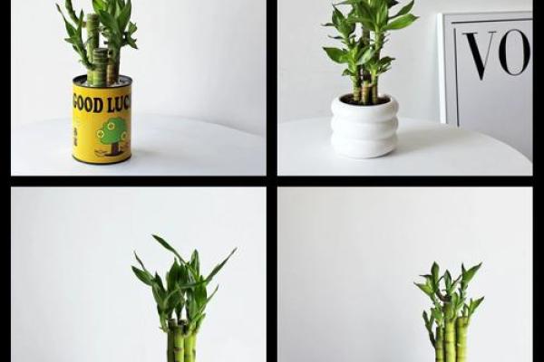 家居生活中风水植物与健康开运 家居生活中风水植物与健康开运