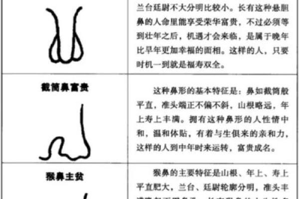 鼻头大的男人面相在风水中有哪些含义 鼻头大的男人面相在风水中有哪些含义