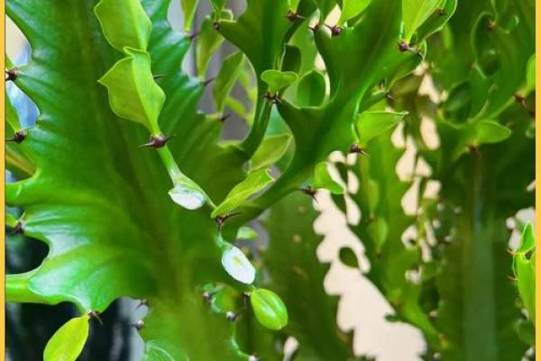 龙骨花有哪些风水作用？