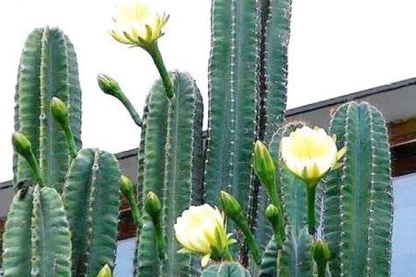 龙骨花有哪些风水作用？