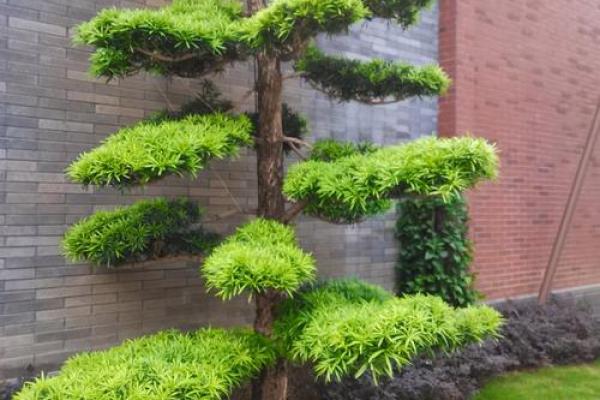 房子墙边长树风水好吗 房子墙边长树风水好吗