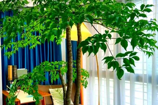 房子墙边长树风水好吗 房子墙边长树风水好吗