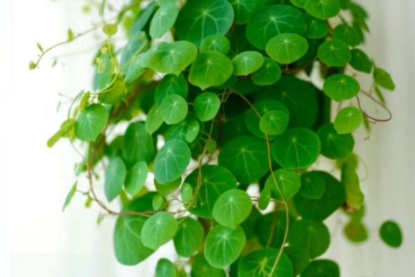 家庭中阳台风水挡煞气用什么好