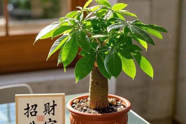 家庭中阳台风水挡煞气用什么好