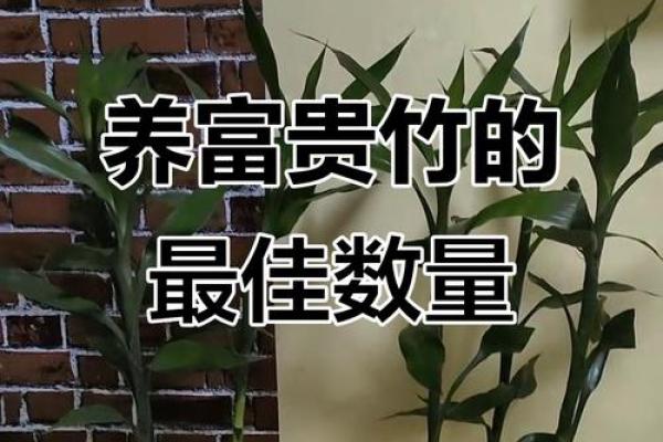 如何养殖富贵竹风水 如何养殖富贵竹风水