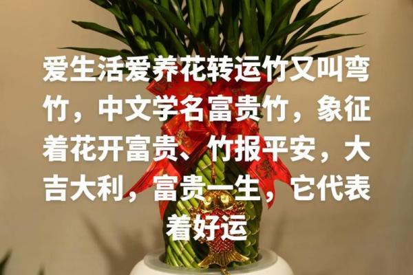 如何养殖富贵竹风水 如何养殖富贵竹风水