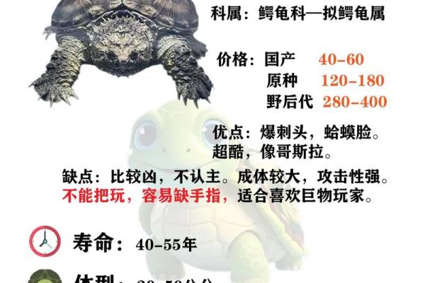 哪个生肖不宜养龟风水好不好 哪个生肖不宜养龟风水好不好