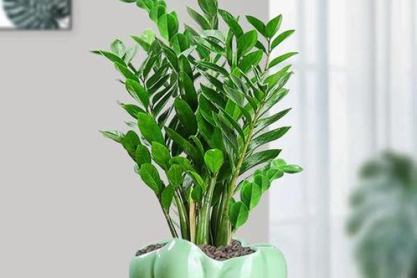 办公室花卉摆放风水 小小的一盆花也有讲究