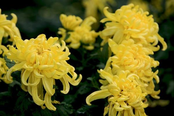 天后灵签陶渊明赏菊解签