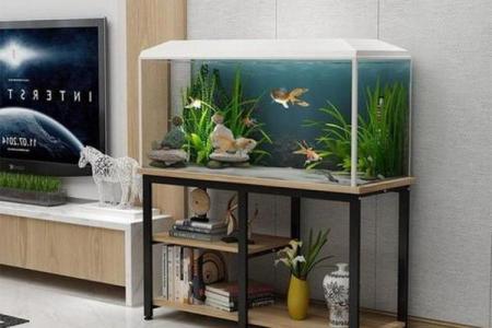 养鱼风水摆放位置的禁忌有哪些呢