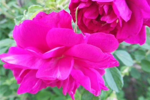 看花算命是什么意思 看花算命是什么意思