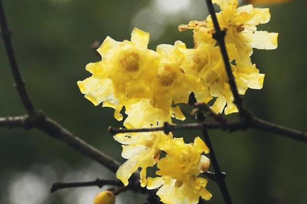 看花算命是什么意思 看花算命是什么意思