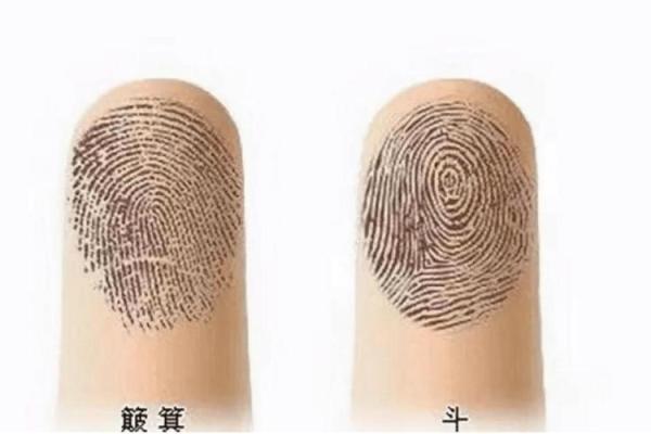 4个斗的男人是什么命 手指斗的数量代表什么命 4个斗的男人是什么命 手指斗的数量代表什么命