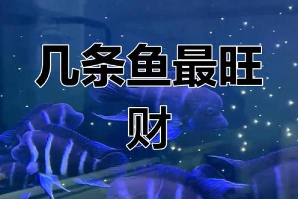 养鱼的数量风水 养鱼的数量风水