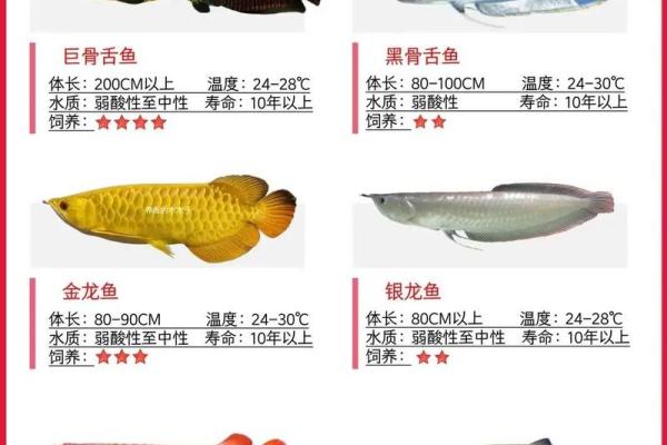 养鱼的数量风水 养鱼的数量风水