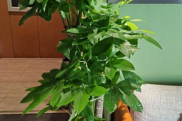 办公室摆放吉祥树好处摆放风水植物 办公室摆放吉祥树好处摆放风水植物