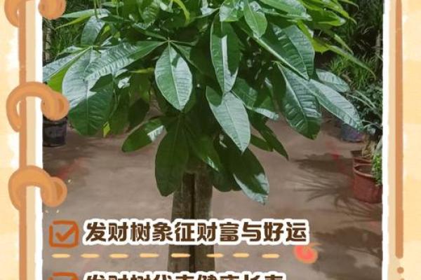 办公室摆放吉祥树好处摆放风水植物 办公室摆放吉祥树好处摆放风水植物