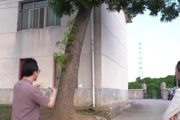 房子里栽什么树苗好风水 房子里栽什么树苗好风水