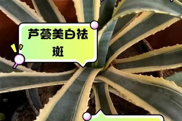 芦荟的风水作用 芦荟的风水作用