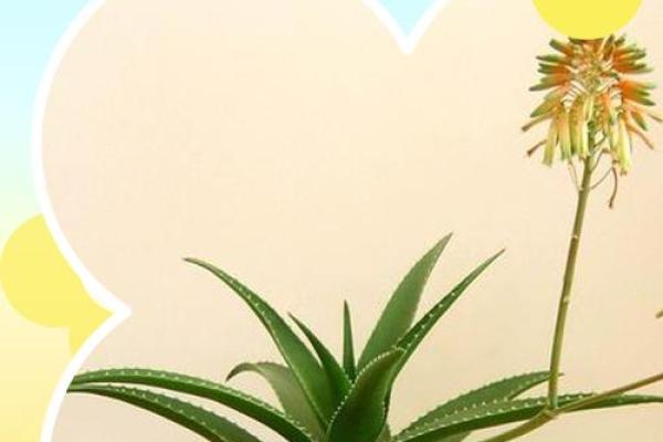 芦荟的风水作用 芦荟的风水作用