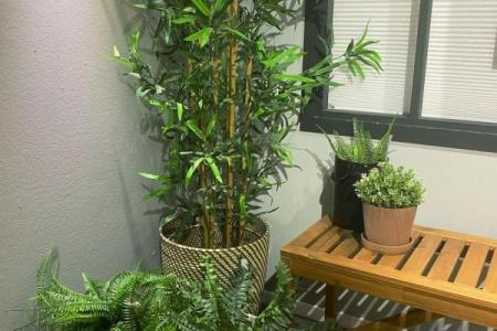 房子里栽什么树苗好风水