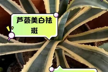 芦荟的风水作用