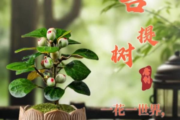 菩提树与家的风水