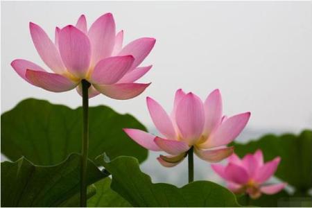 朱砂痣算命看人一辈子命运如何-