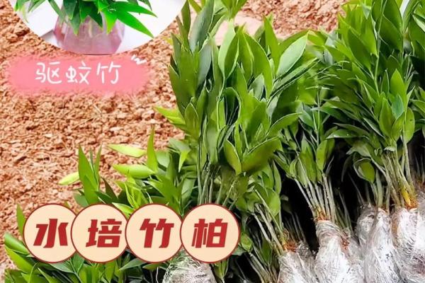 平安竹的风水作用 平安竹的风水作用