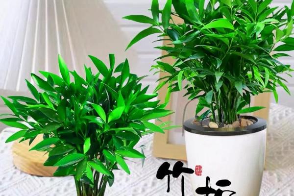 平安竹的风水作用 平安竹的风水作用