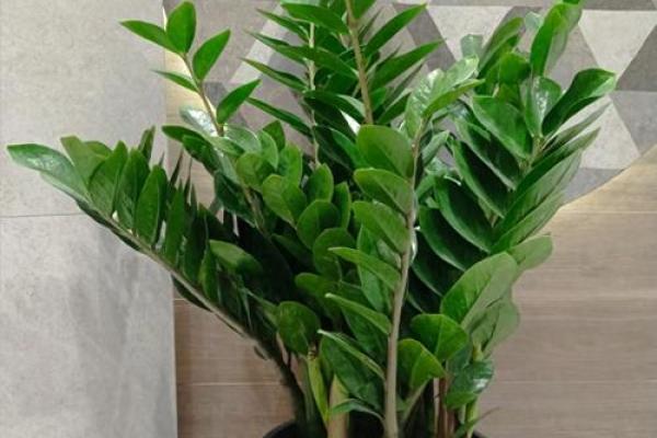 横财风水：财位适宜摆放的花卉