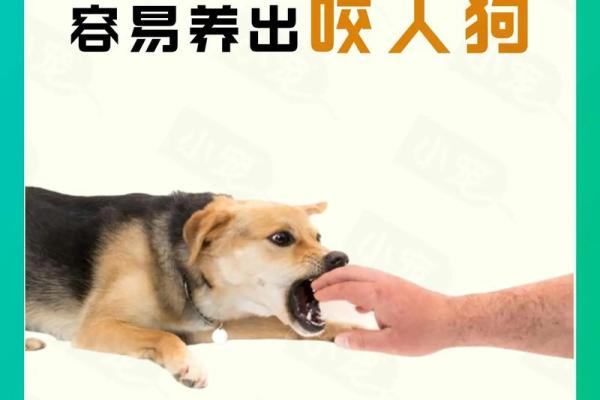 哪些人八字中不宜吃狗肉