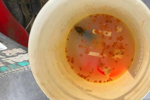 抽签算命老鼠掉水桶里