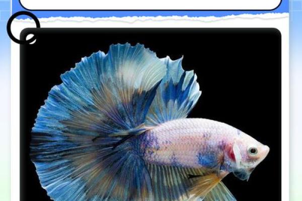 属鸡的家里养什么样子的风水鱼好？