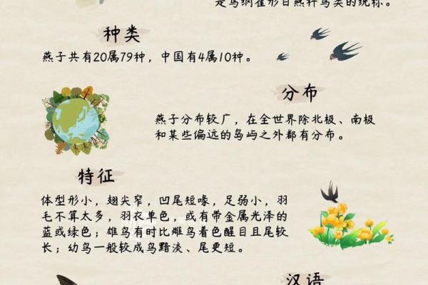 专挑富贵人家筑巢，燕子看风水