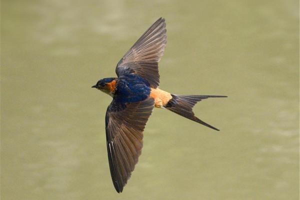 专挑富贵人家筑巢，燕子看风水