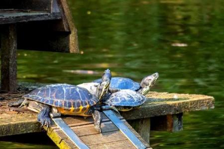 房子风水中乌龟串堂