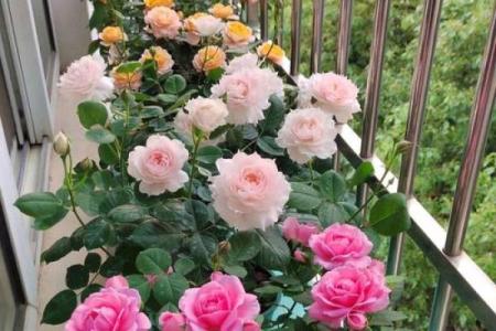 种满月季的房子风水好吗