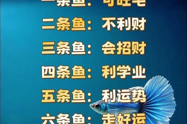 养鱼喜忌：家庭养鱼的风水讲究